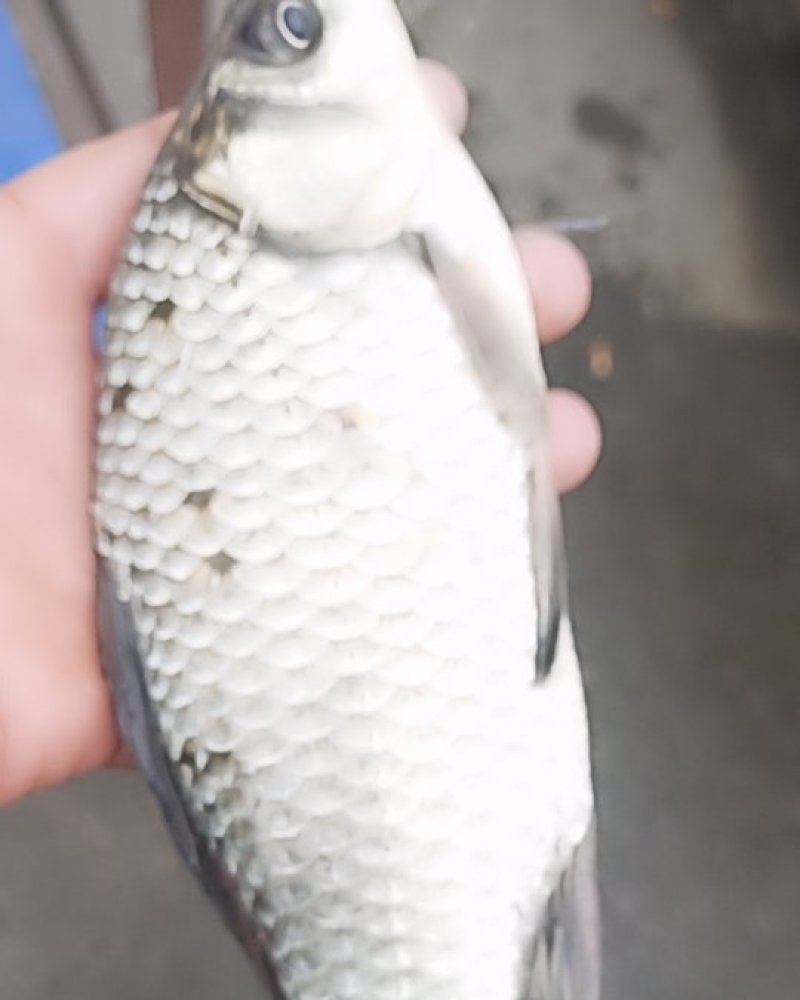 水产