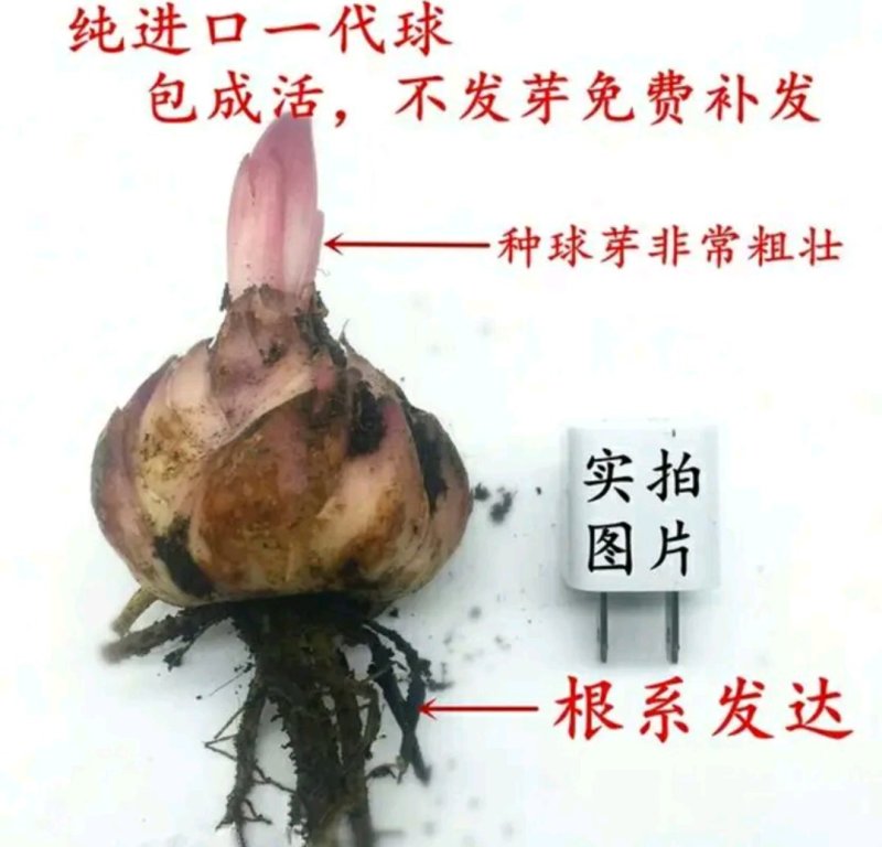 荷兰百合香水百合重瓣花色花色齐全成活率高耐寒