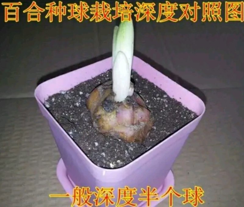 荷兰百合香水百合重瓣花色花色齐全成活率高耐寒