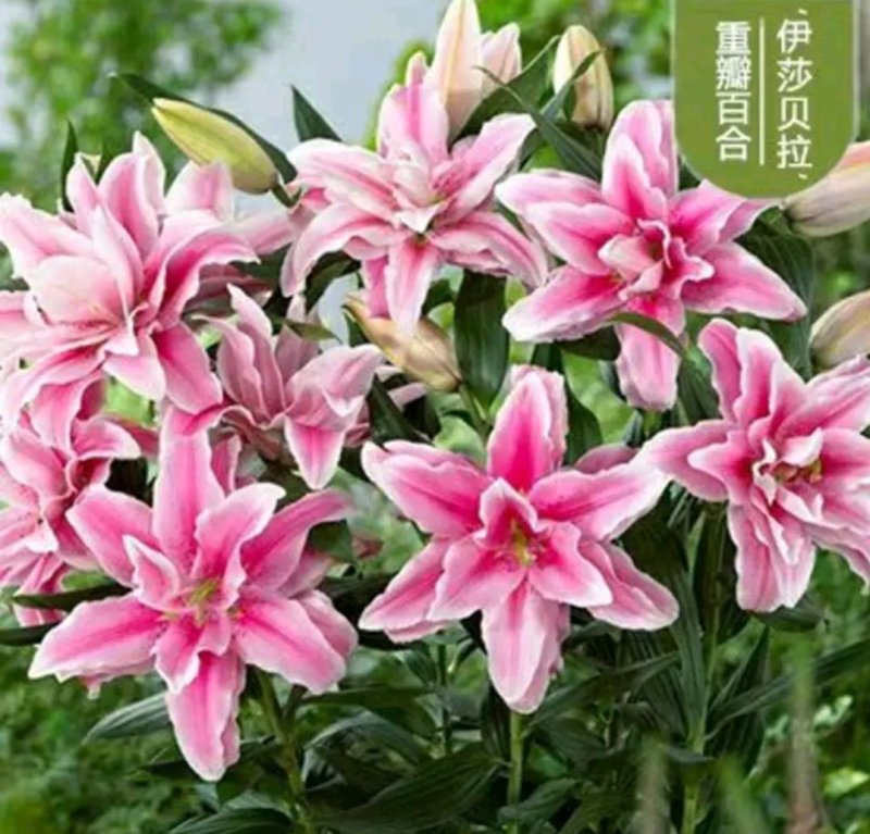 荷兰百合香水百合重瓣花色花色齐全成活率高耐寒