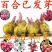 荷兰百合香水百合重瓣花色花色齐全成活率高耐寒