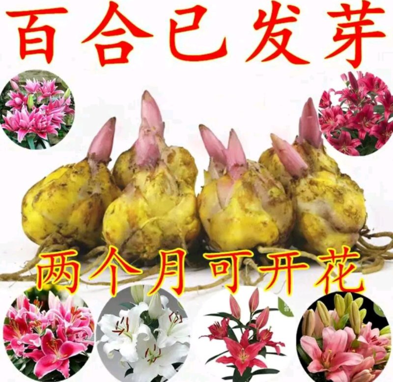 荷兰百合香水百合重瓣花色花色齐全成活率高耐寒