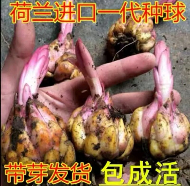 荷兰百合香水百合重瓣花色花色齐全成活率高耐寒
