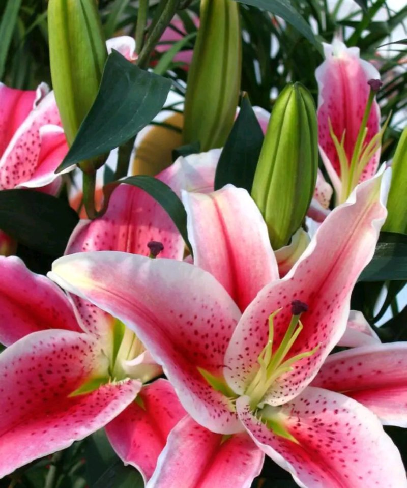 荷兰百合香水百合重瓣花色花色齐全成活率高耐寒