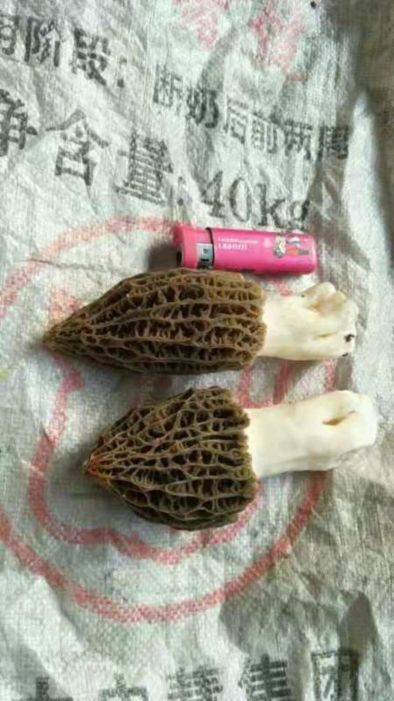 鲜羊肚菌
