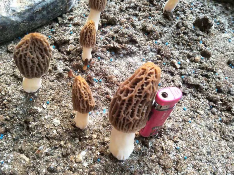 鲜羊肚菌
