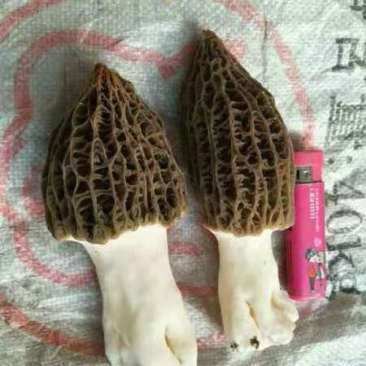 鲜羊肚菌
