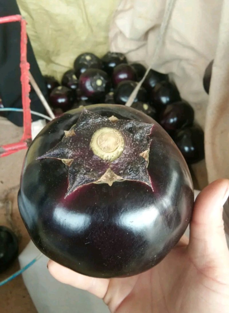 河北精品圆茄常年共货，质量好价格优惠欢迎老板采购