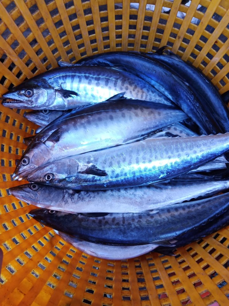 冰鲜大马鲛鱼