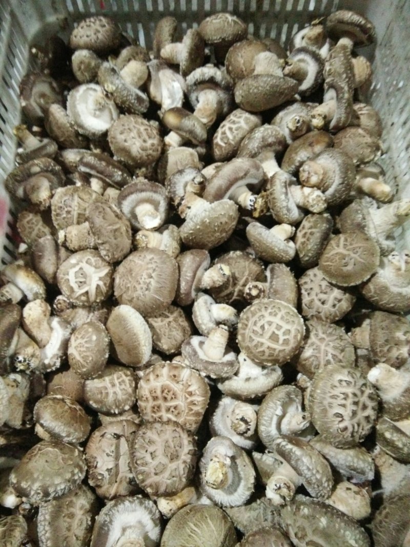 河南内乡鲜菇，春栽袋料鲜菇热销中新品上市价格适中