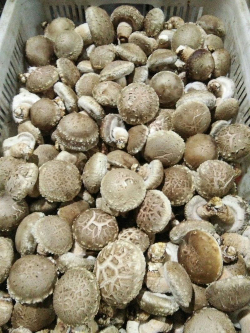 河南内乡鲜菇，春栽袋料鲜菇热销中新品上市价格适中