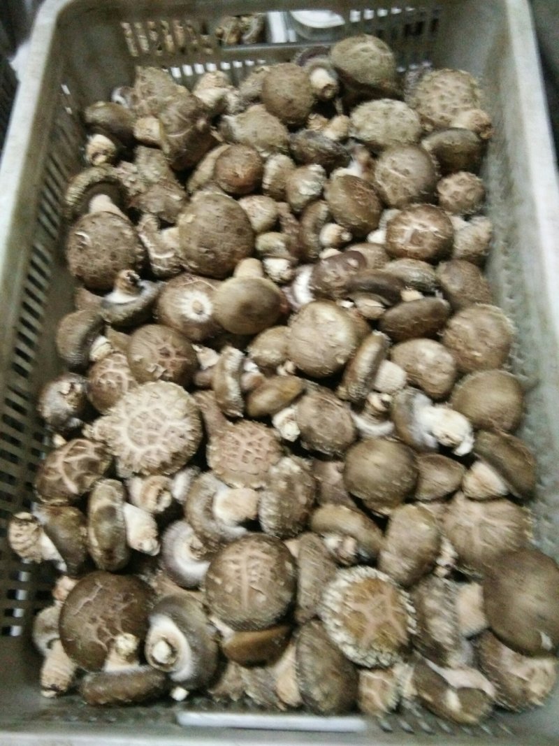河南内乡鲜菇，春栽袋料鲜菇热销中新品上市价格适中