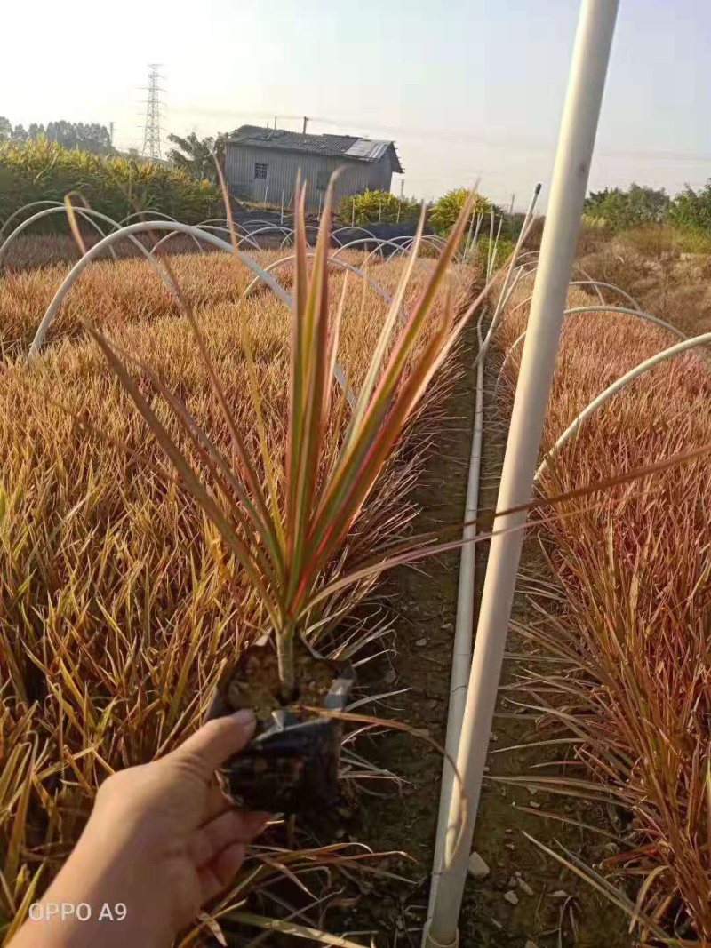 七彩马尾铁