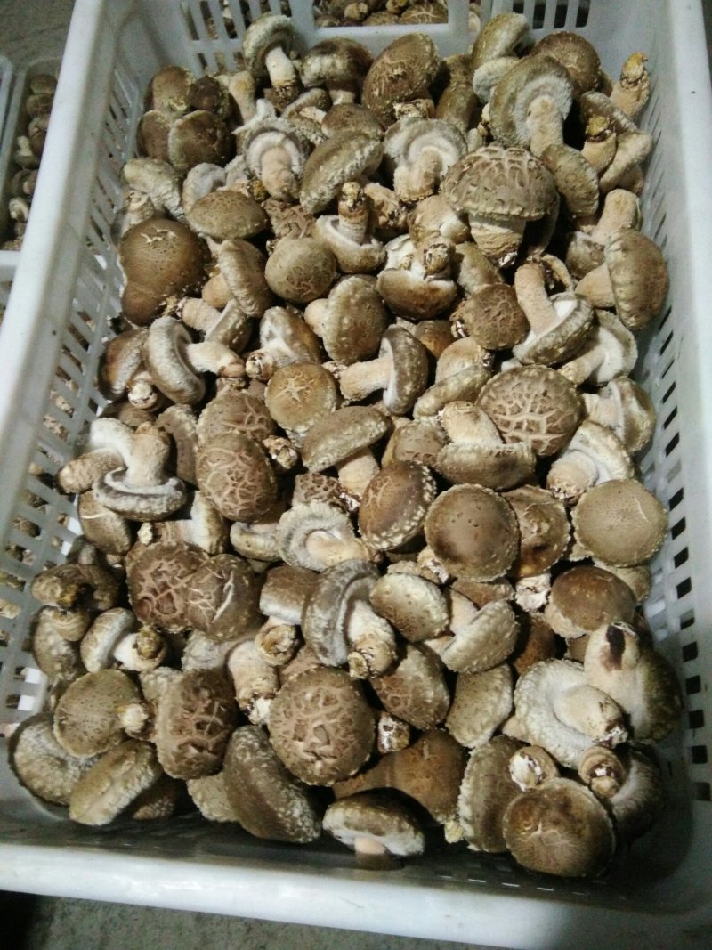 河南内乡鲜菇，春栽袋料鲜菇热销中新品上市价格适中