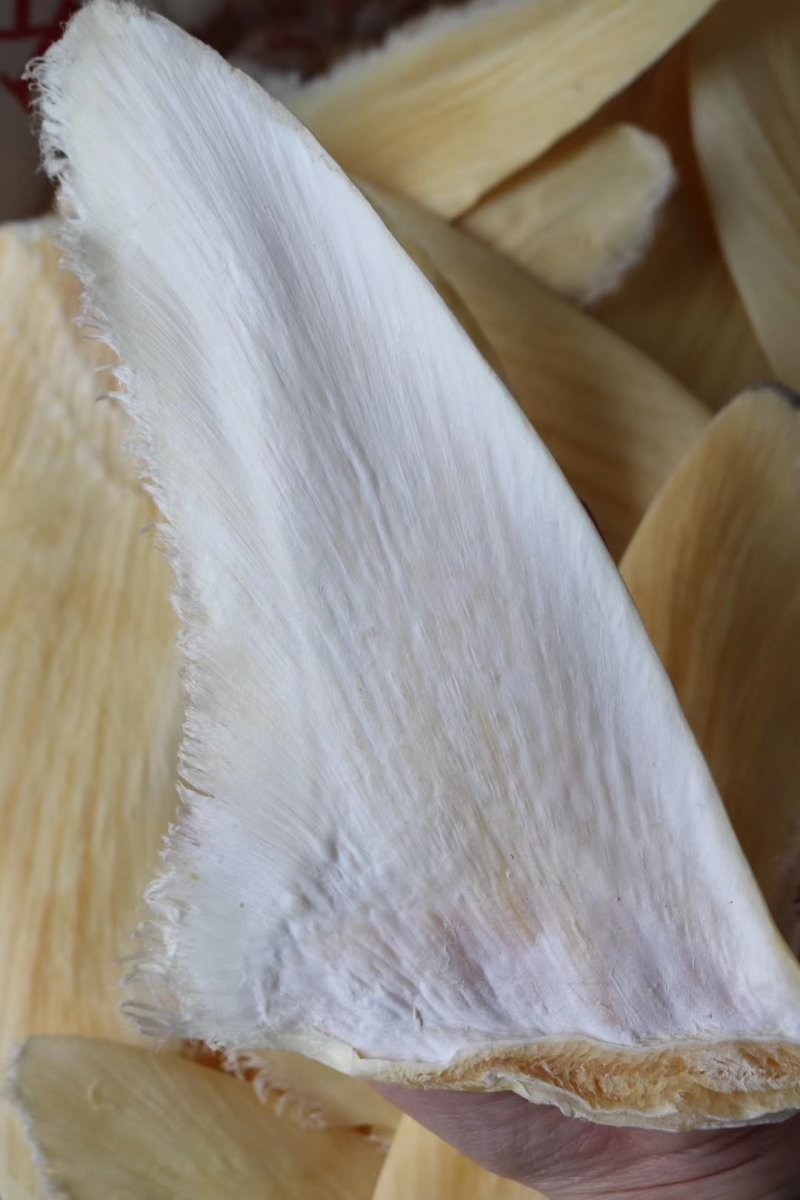 特级乌羊骨鱼翅12-14寸批发零售