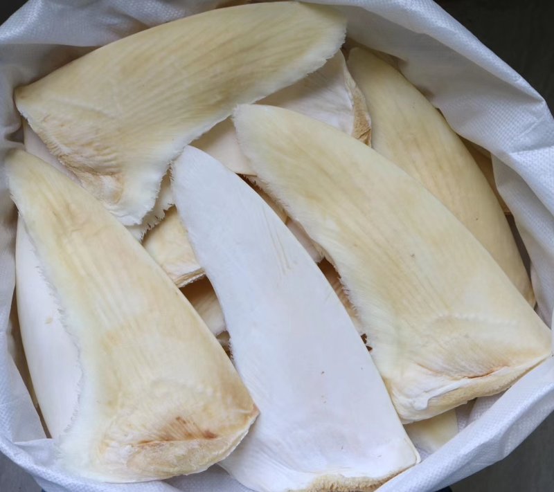 特级乌羊骨鱼翅12-14寸批发零售
