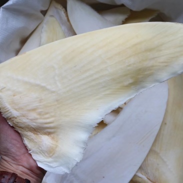 特级乌羊骨鱼翅12-14寸批发零售