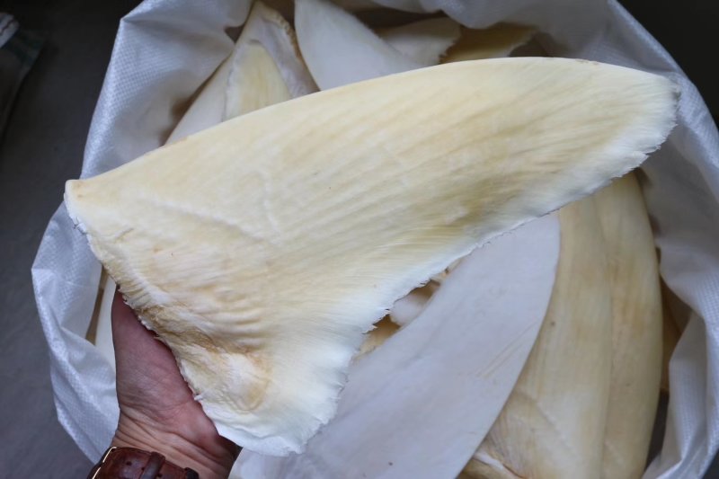 特级乌羊骨鱼翅12-14寸批发零售