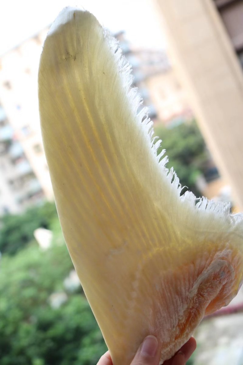 特级乌羊骨鱼翅12-14寸批发零售