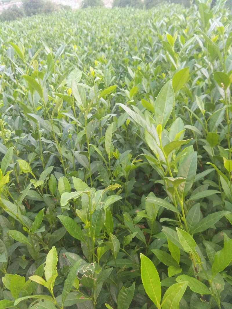 乌牛早茶苗优惠供应当年生无性系良种茶苗产地直发欢迎采购