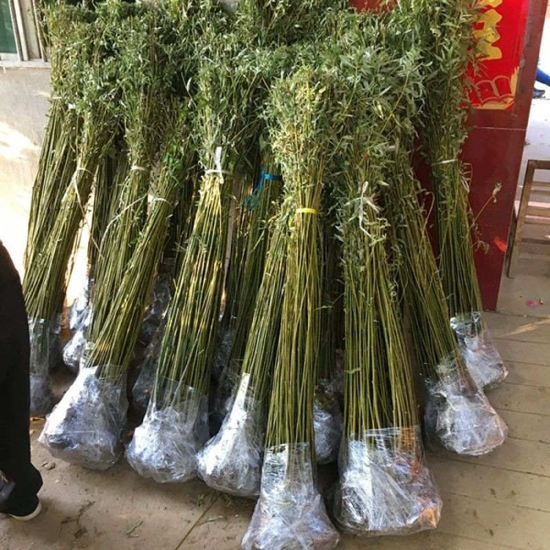 柳树苗垂柳青皮垂柳黄金柳金丝垂柳直生柳旱柳