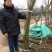 柳树苗垂柳青皮垂柳黄金柳金丝垂柳直生柳旱柳