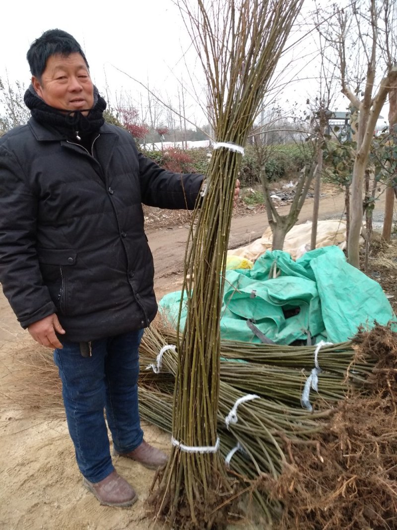 柳树苗垂柳青皮垂柳黄金柳金丝垂柳直生柳旱柳
