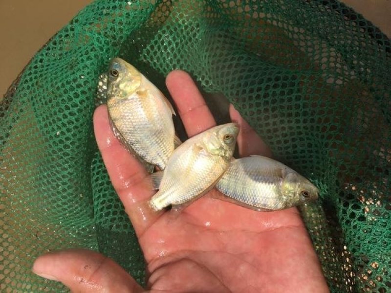 青鱼螺丝青，草鱼裸班花鲢鱼罗非