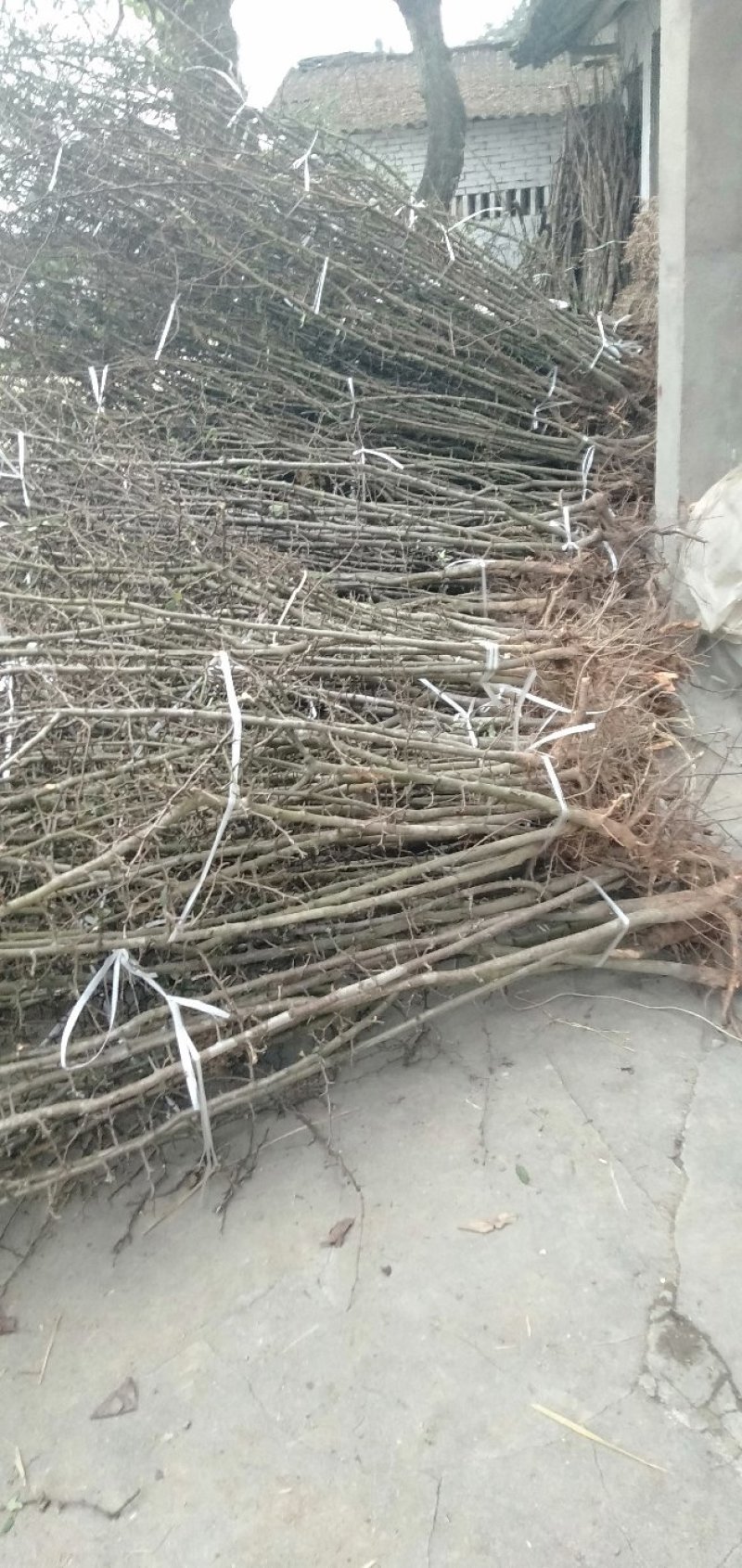 陕西精品皱友药木瓜，长叶木瓜苗，