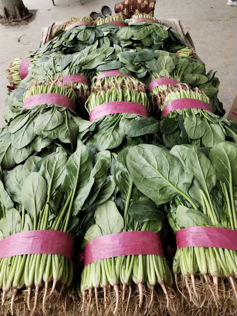河北省邯郸市丛台区联帮蔬菜批发市场全年供应精品菠菜
