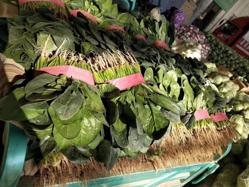 河北省邯郸市丛台区联帮蔬菜批发市场全年供应精品菠菜