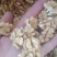核桃仁，今年新鲜的，原色，原味儿，自然没加工