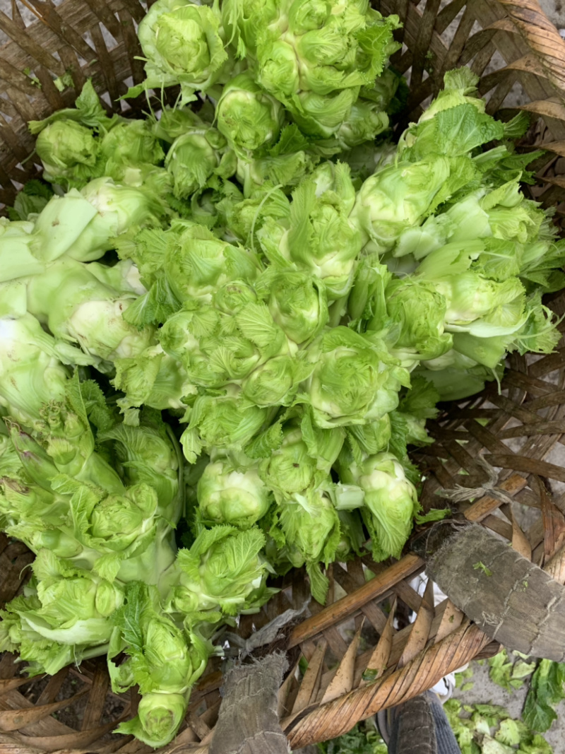 儿菜