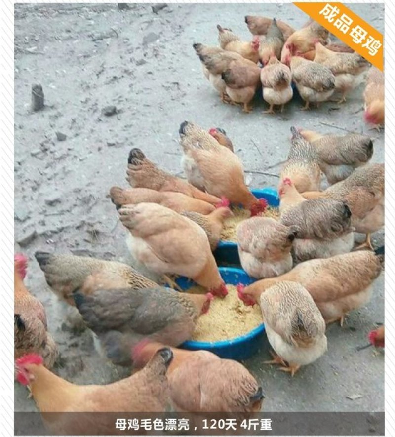 灵山土鸡苗，品种优良，大量供应