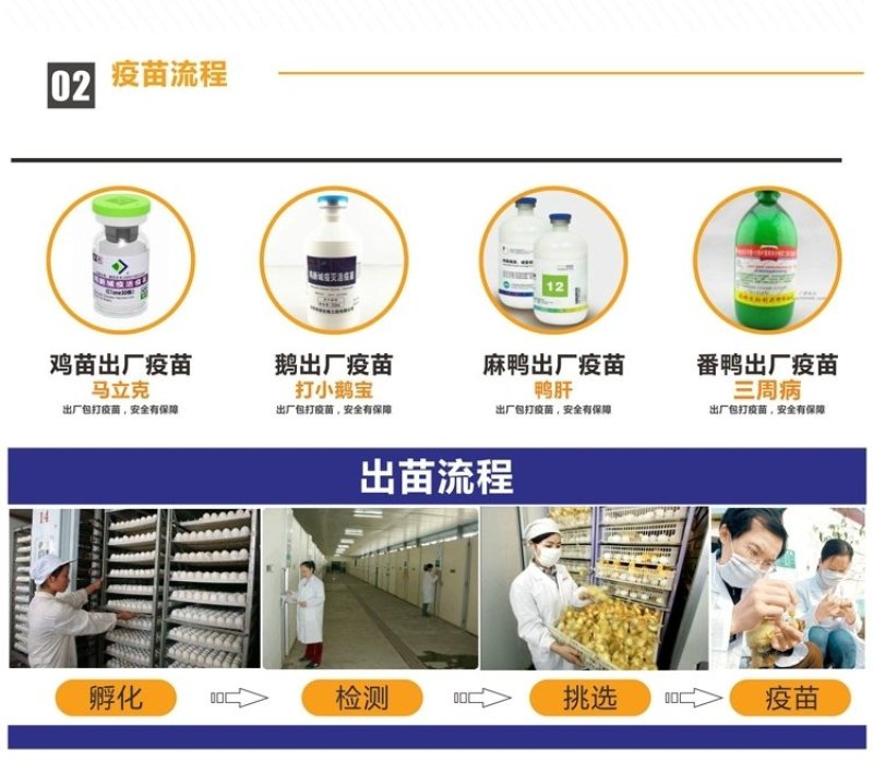 灵山土鸡苗，品种优良，大量供应