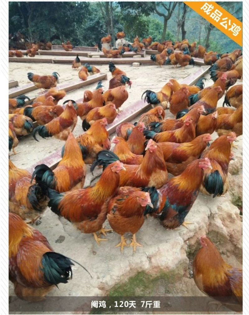 灵山土鸡苗，品种优良，大量供应