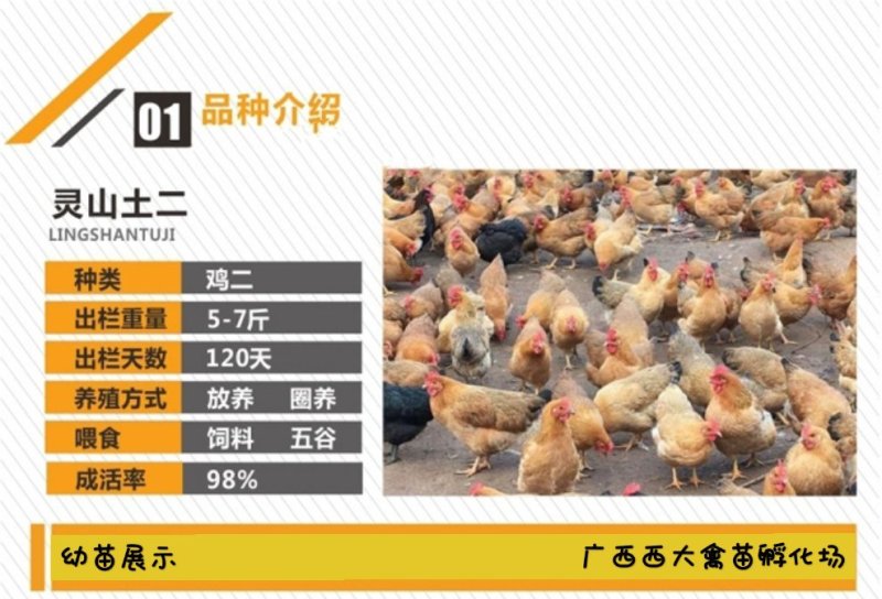 灵山土鸡苗，品种优良，大量供应