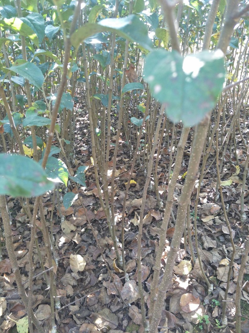 精品苹果苗，云南苹果苗，早熟红露苹果苗基地直发量大价优