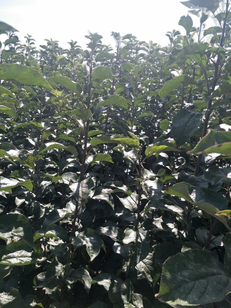 精品苹果苗，云南苹果苗，早熟红露苹果苗基地直发量大价优