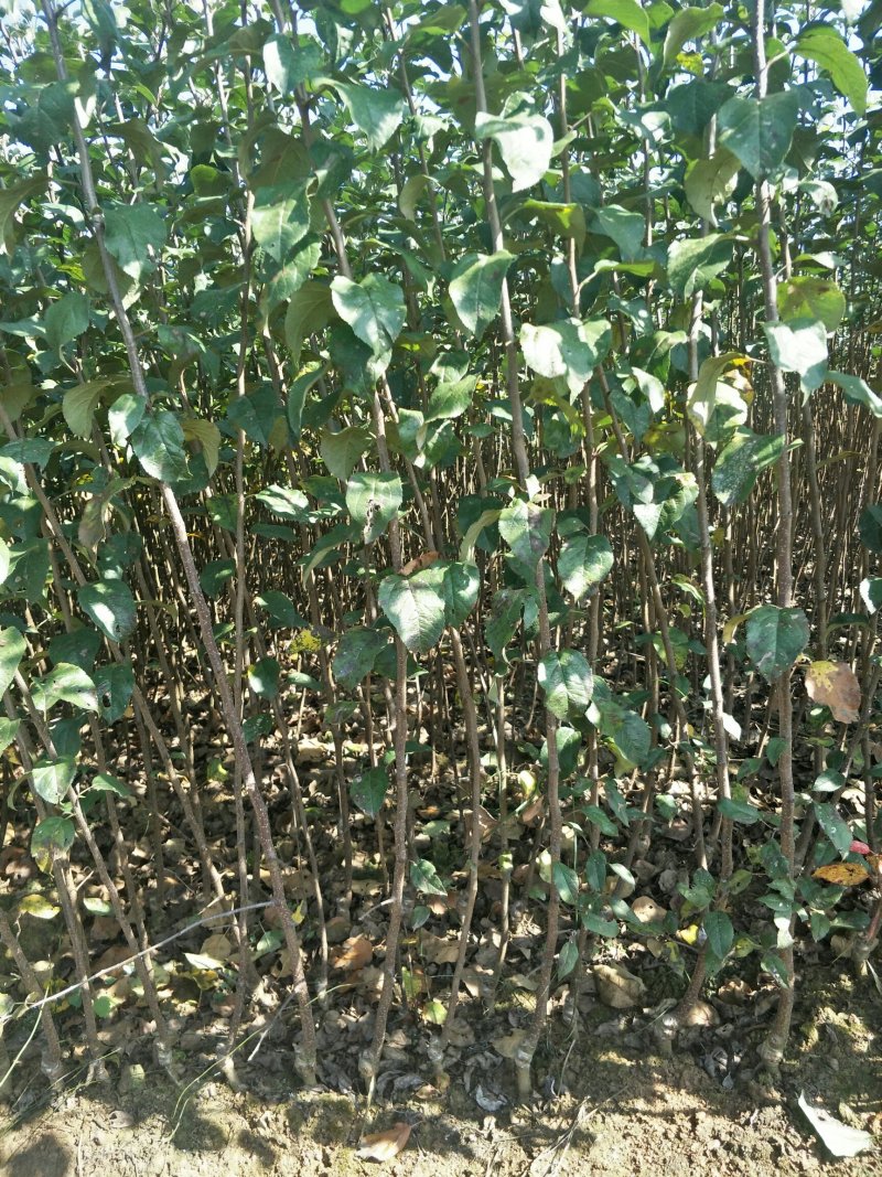 精品苹果苗，云南苹果苗，早熟红露苹果苗基地直发量大价优