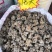 【有好货】【包邮】云南文山三七足头20头30头田七三七粉