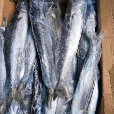 单冻套袋6-8两鲅鱼