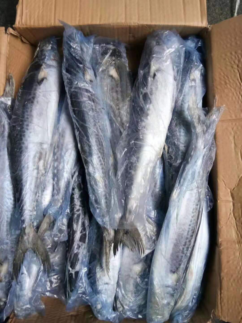 单冻套袋6-8两鲅鱼