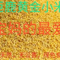 巨鹿特产黄金小米(月子米)宝宝粥。
