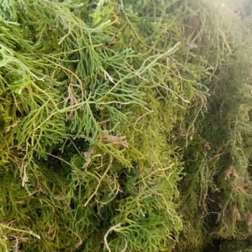 伸筋草干货，大量收购，销售。现货13吨左右。