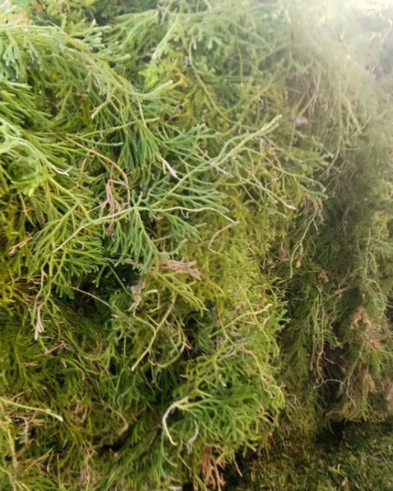 伸筋草干货，大量收购，销售。现货13吨左右。