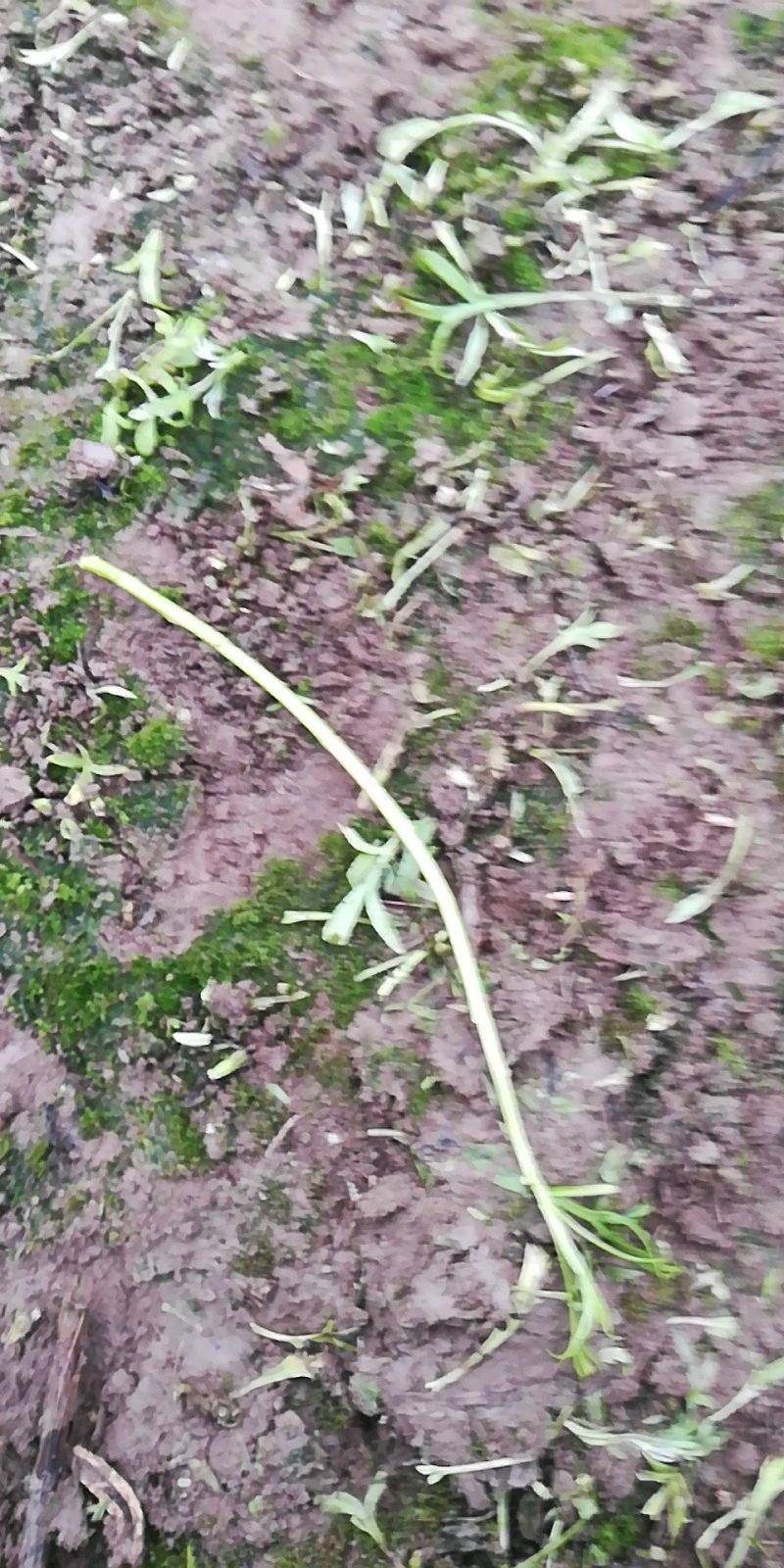 篱蒿（芦蒿）全部都是大棚种殖
