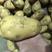 荷兰十五土豆，大棚土豆，产地直销大量供应