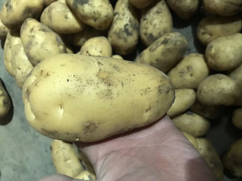 荷兰十五土豆，大棚土豆，产地直销大量供应