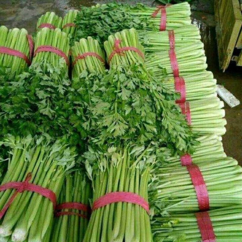 各种现拔新鲜芹菜地头发货量大从优价格疯降！